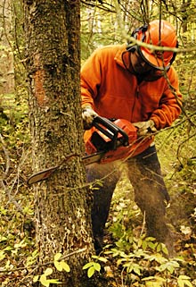 A man in safety equipment chainsaws a tree