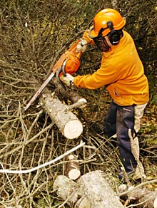 A man removes limbs from a downed spruce tree by standing on the opposite side of the trunk
